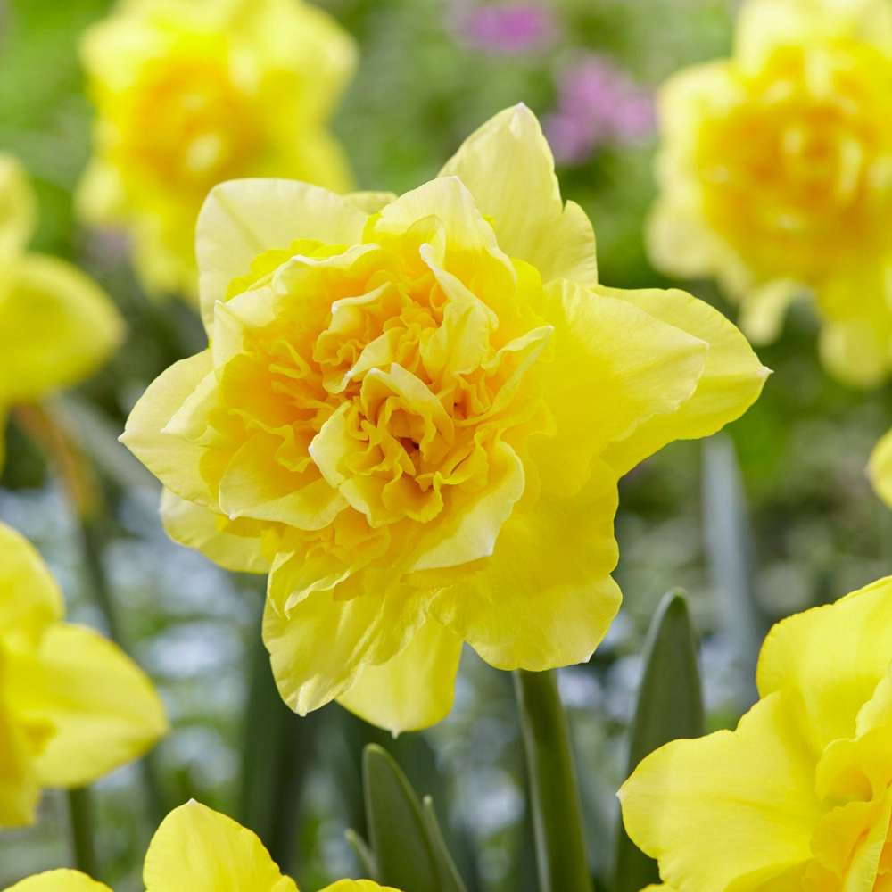 Narcissus 'Dick Wilden'